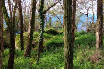Bosco dei Frassitelli